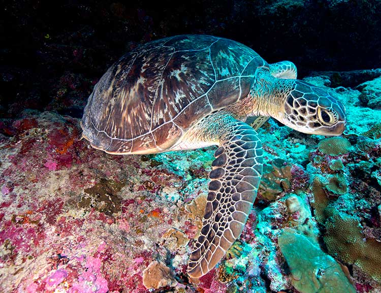 z_Maldives_TURTLE[1]